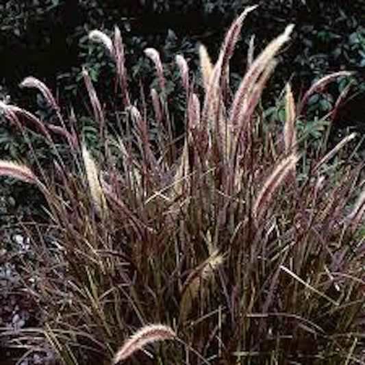 10 Bare Root Red Fountain Grass Plants - Ornamental Grass Pennisetum setaceum 'Rubrum' - Fast Growing Perennial for Landscaping