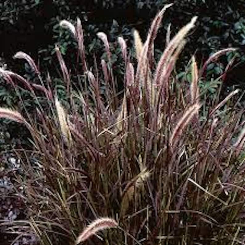 Red Fountain Grass Bare Root Plant - Pennisetum setaceum 'Rubrum' - Ornamental Grass for Landscape - Fast Growing Perennial