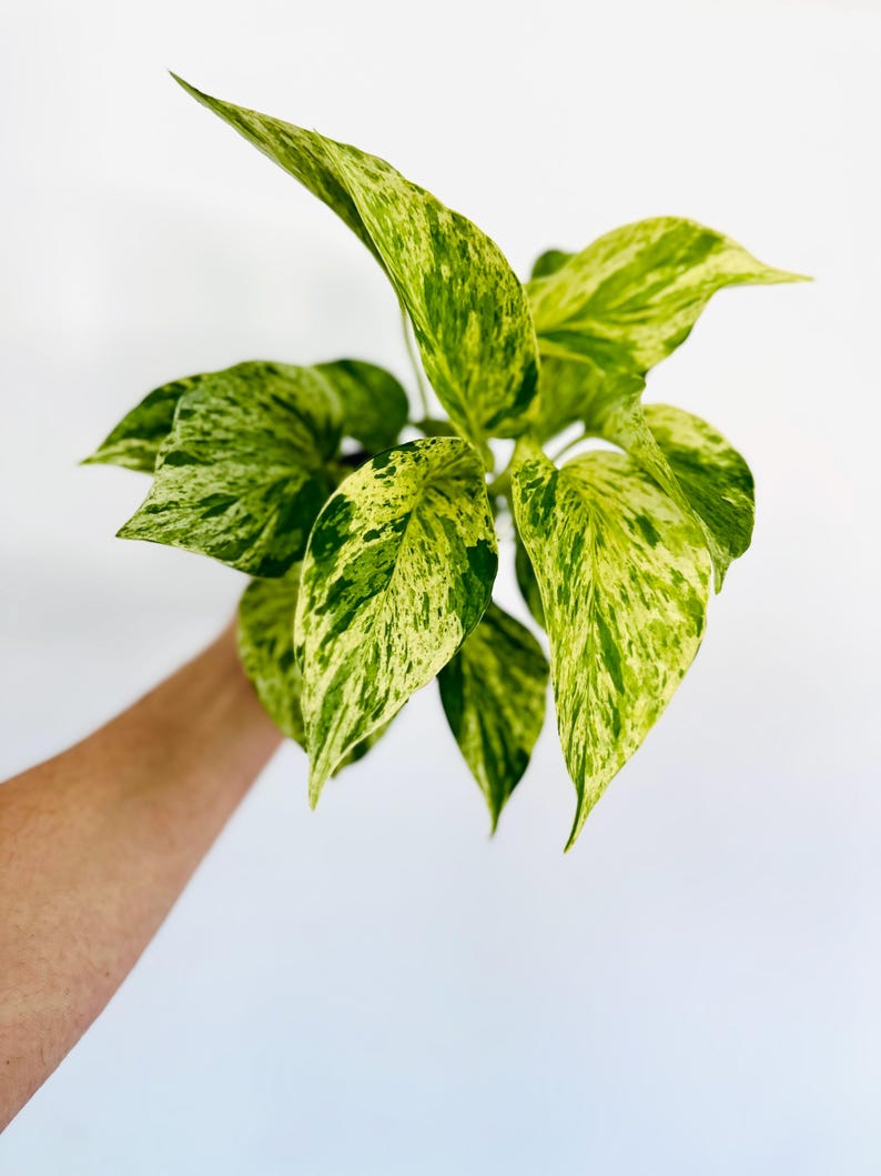 Pothos Snow Queen Plant 4” Pot - Variegated Epipremnum Aureum ‘Snow Queen’ - Bright White Marble Leaves - Devil’s Ivy