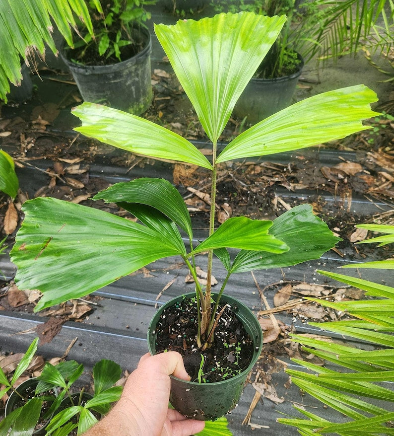 Sugar Palm Live Plant - Arenga pinnata - Outdoor Grown - Minor Blemishes - Tropical Plant for Landscaping
