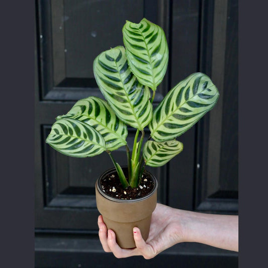 Calathea Burle Marx Plant in 3" Pot - Low Light Indoor Houseplant - Calathea Burle Marxii - Fishbone Prayer Plant