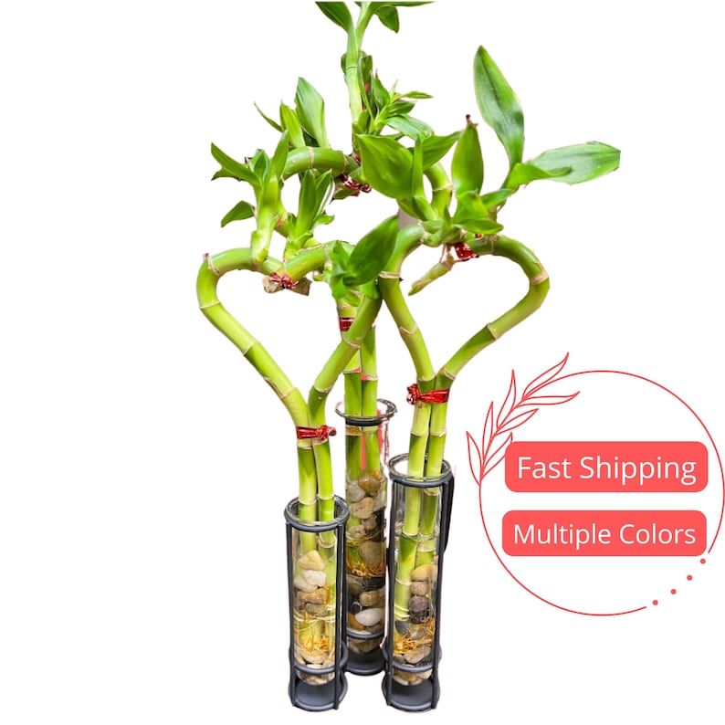 Lucky Bamboo Live Plant - Heart Shaped Hydroponic Dracaena Sanderiana - Zen Aquarium Plant - Low Maintenance Gift Option
