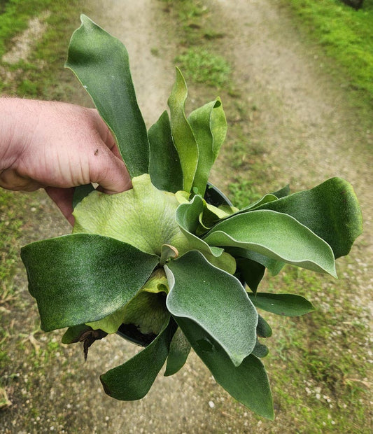 Staghorn Fern - Live Plant - Platycerium bifurcatum - Outdoor Grown - Minor Blemishes - Perfect for Unique Indoor Decor