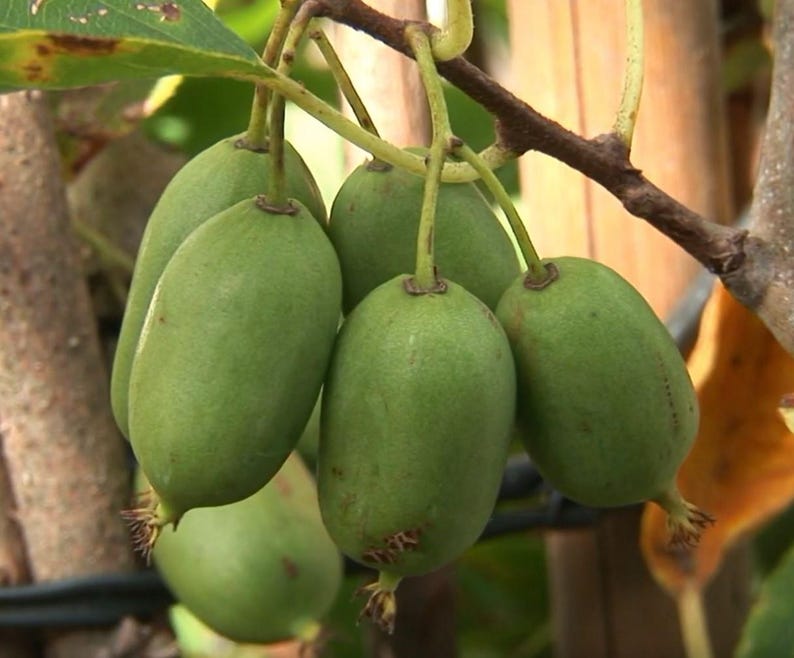 Kiwi Plant 4 to 5 Inch “Issai” Kiwiberry Vine, Actinidia Arguta, Live Starter, Pesticide-Free, Non-GMO, Self-Pollinating