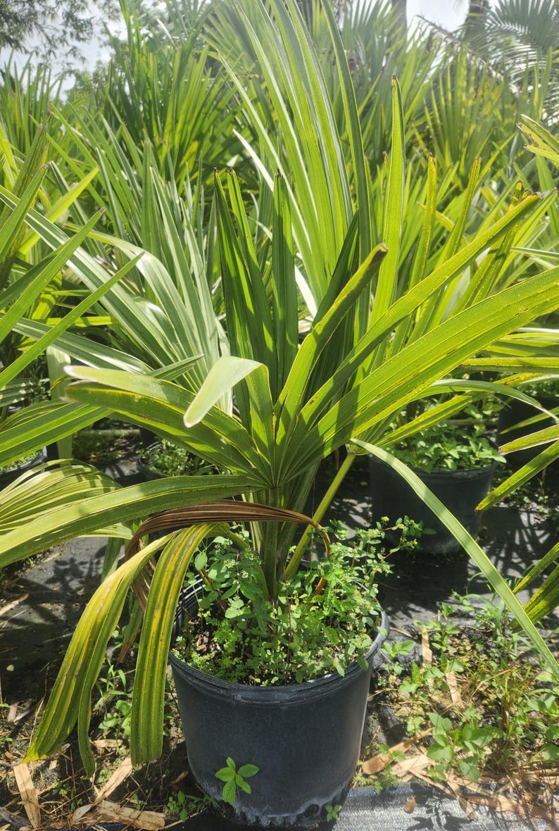 Palmyra Palm Live Plant - Borassus flabellifer - Green - Local Pick Up Only - Outdoor Grown - Minor Blemishes Possible
