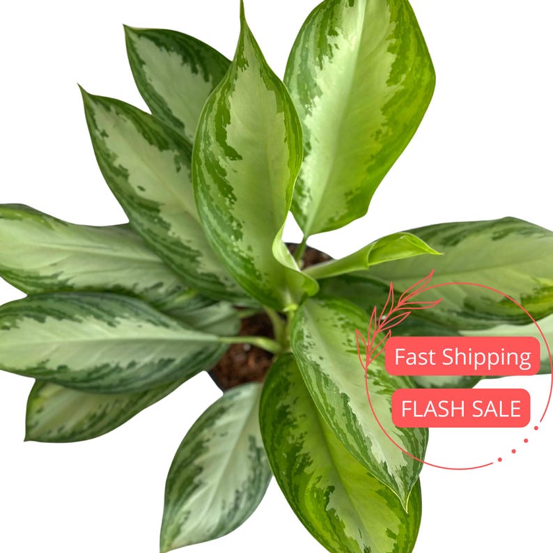 Aglaonema Silver Bay Plant 6" | Chinese Evergreen House Plant | Beautiful Indoor Greenery | Aglaonema commutatum