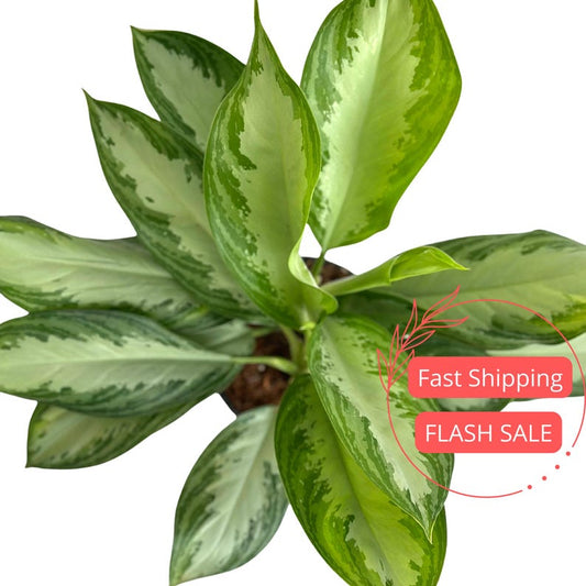 Aglaonema Silver Bay Plant 6" | Chinese Evergreen House Plant | Beautiful Indoor Greenery | Aglaonema commutatum