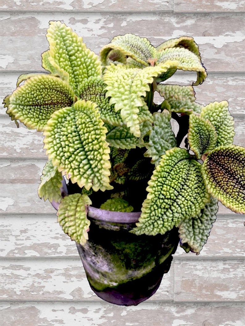 Moon Valley Pilea Plant - 4" Live Houseplant - Pilea Peperomioides - Handcrafted Pot with Natural Moss Variation