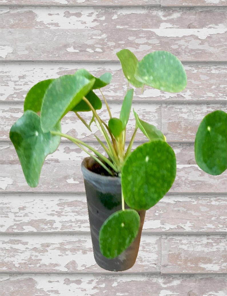 Chinese Money Plant - 4" Live Plant - Pilea Peperomioides - Handcrafted Pot with Varying Moss - Indoor Houseplant
