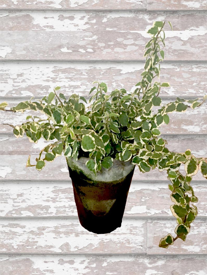 Creeping Fig Variegated Plant - 4" Handcrafted Pot - Ficus pumila - Bright Light - Natural Moss Decor