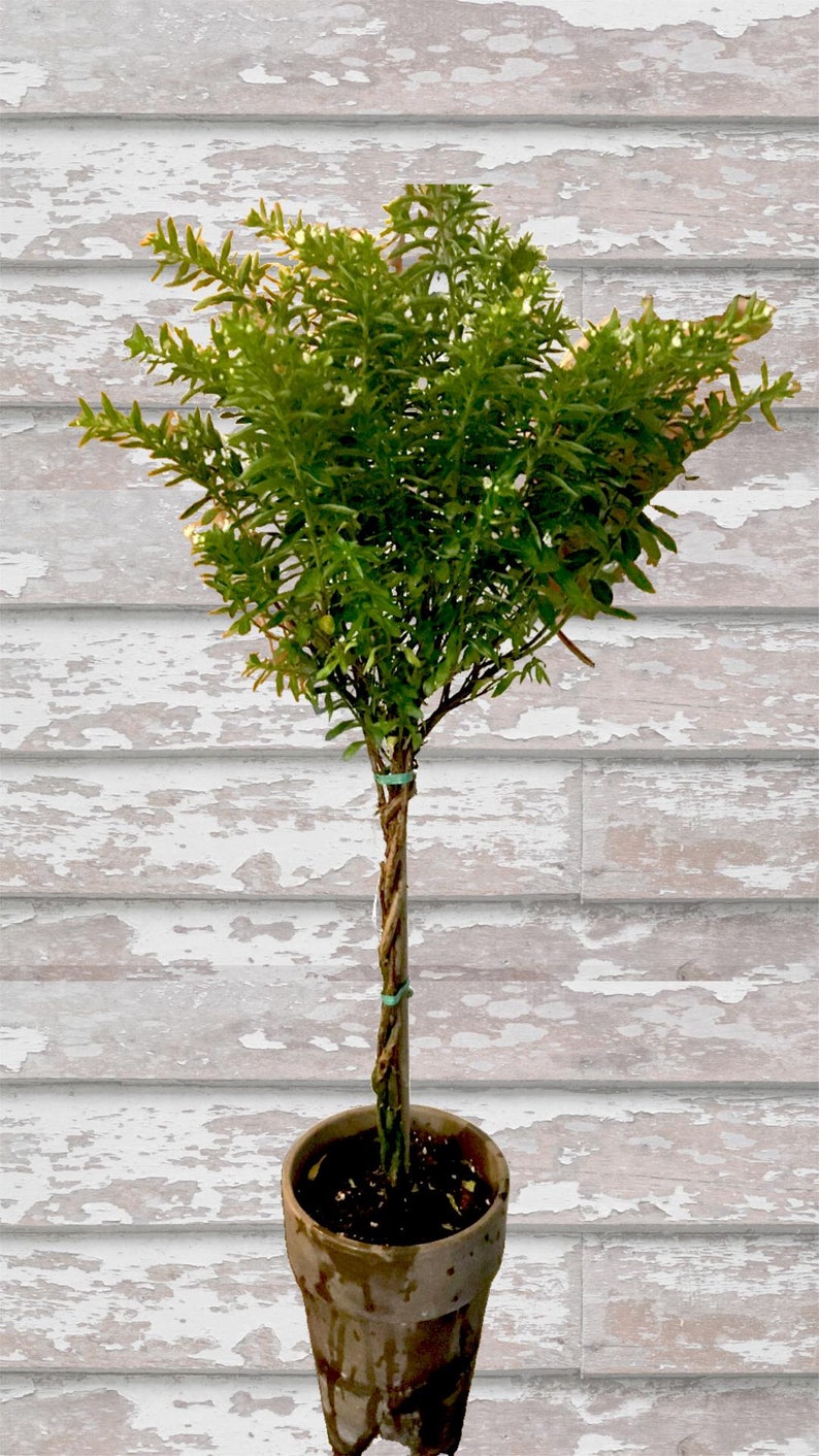 Live Plant 5" Mexican Heather Topiary - White Blooming Variety - Cuphea hyssopifolia - Handcrafted European Pot