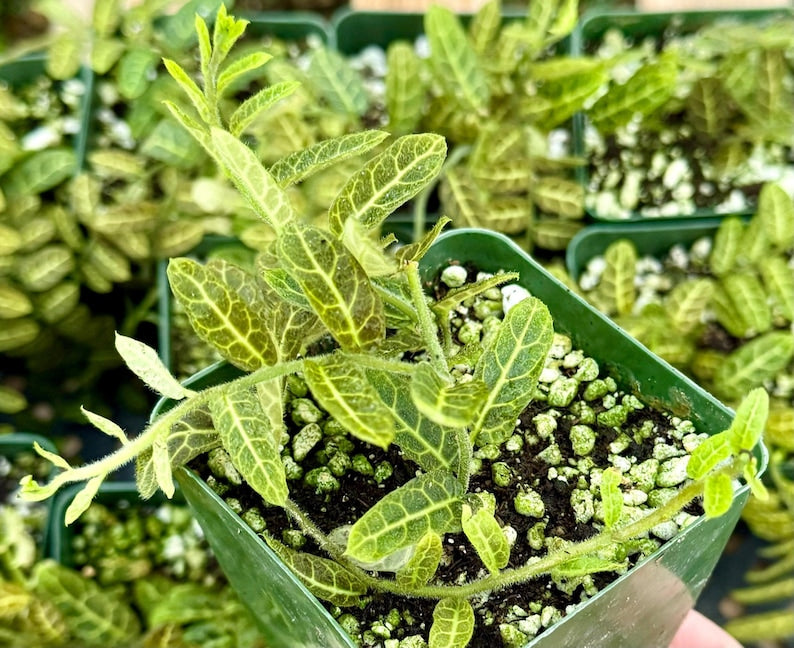 Live Plant 4" Pot Rare Solanum Evolvulifolium | Tropical Vine with Delicate Leaves | Unique Addition for Plant Collectors