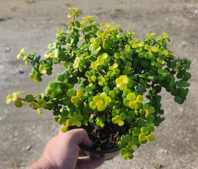 Mini Jade Plant - Portulacaria afra Gold Pre Bonsai - Live Outdoor Plant - Unique Succulent for Home Decor