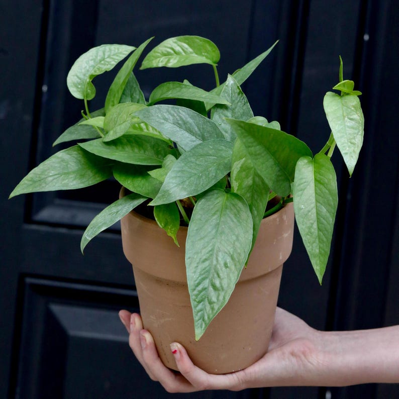 Cebu Blue Pothos Plant in 3" Pot | Epipremnum Pinnatum | Air Purifying Indoor Houseplant | Low Light Tolerant Vining Plant
