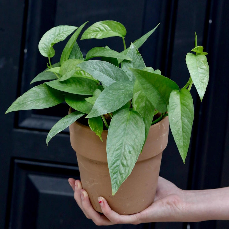 Cebu Blue Pothos Plant in 3" Pot | Epipremnum Pinnatum | Air Purifying Indoor Houseplant | Low Light Trailing Vine