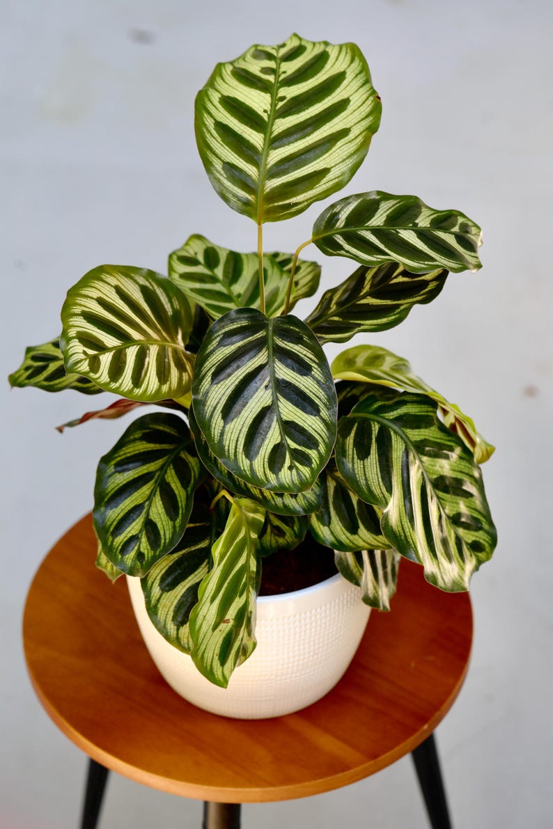 Live Calathea Makoyana Plant in 6" Nursery Pot - Peacock Plant - Air Purifier Indoor Houseplant - Calathea makoyana