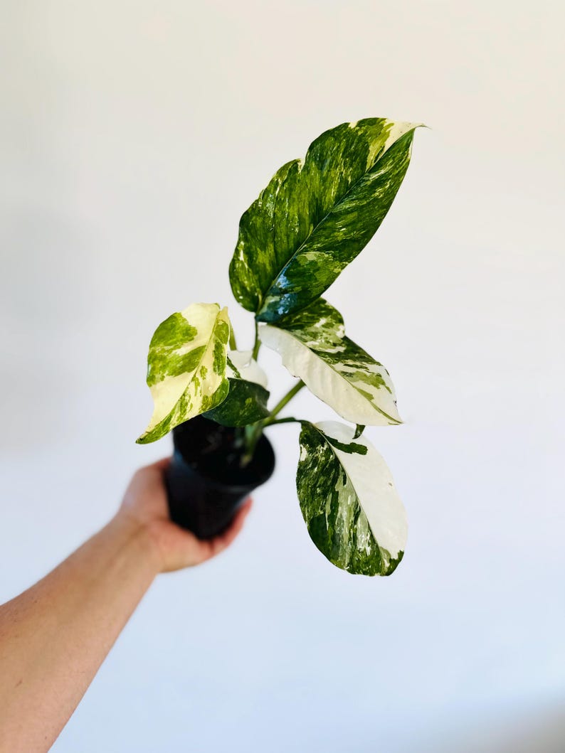 Monstera Lechleriana Albo Variegata 4” Pot - High Variegation Skeleton Plant - Rare Aroid - Tropical Houseplant