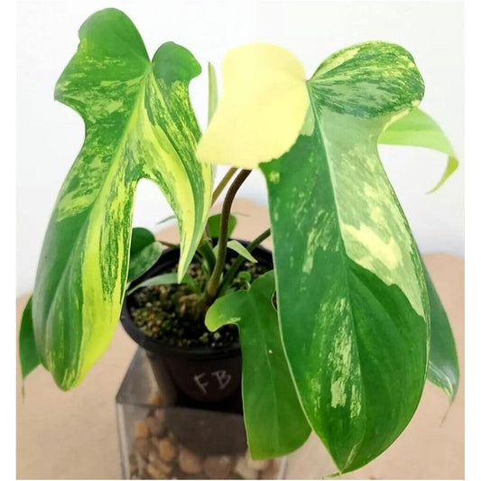 Variegated Philodendron Plant 4" Pot Florida Beauty Variegata (Philodendron squamiferum x pedatum) - Actual Plant Photos Included