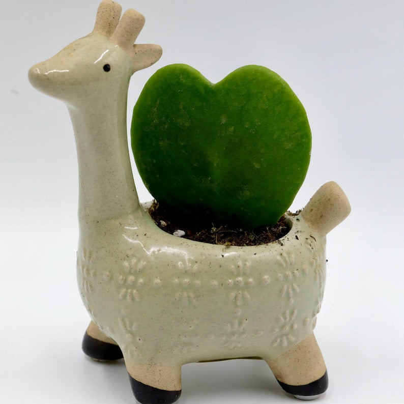 Hoya Kerrii Heart Succulent - Live Plant in Nursery Pot - Sweetheart Hoya - Ideal Indoor/Outdoor Gift - Hoya Kerrii