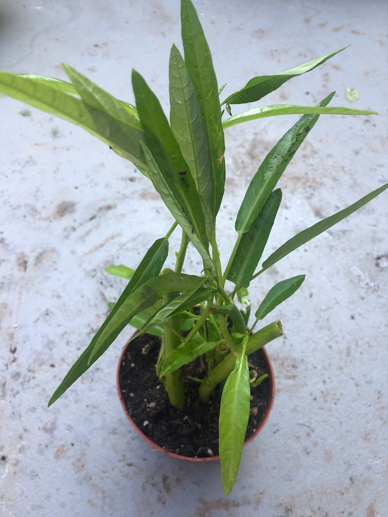 Water Spinach Plants - 4" Pot - 2 Rooted Plants - Ipomoea Aquatica - Fresh Edible Greens for Home Gardening