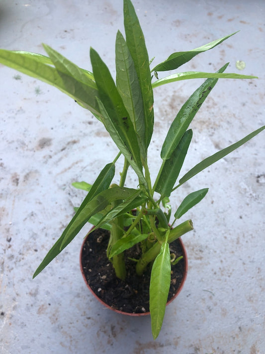 Water Spinach Plants - 4" Pot - 2 Rooted Plants - Ipomoea Aquatica - Fresh Edible Greens for Home Gardening