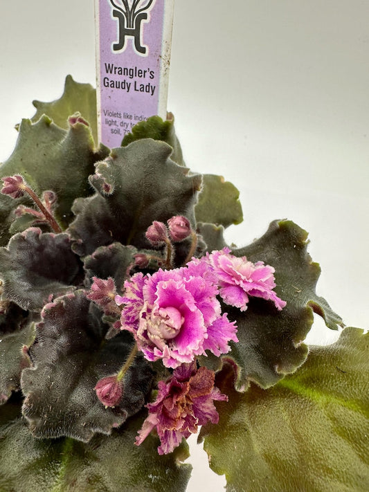 African Violet 4" Live Plant - Wrangler's Gaudy Lady - Saintpaulia Ionantha - Blooming Indoor Flowering Plant