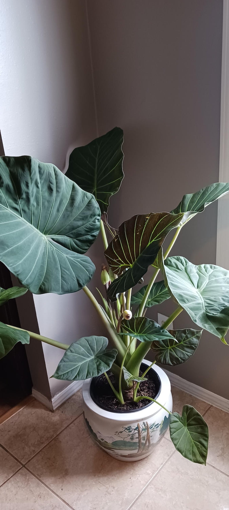 Alocasia Regal Shield Elephant Ear Plant - Large Indoor Tropical Plant - Alocasia (Rooted) - Exotic Houseplant Decor