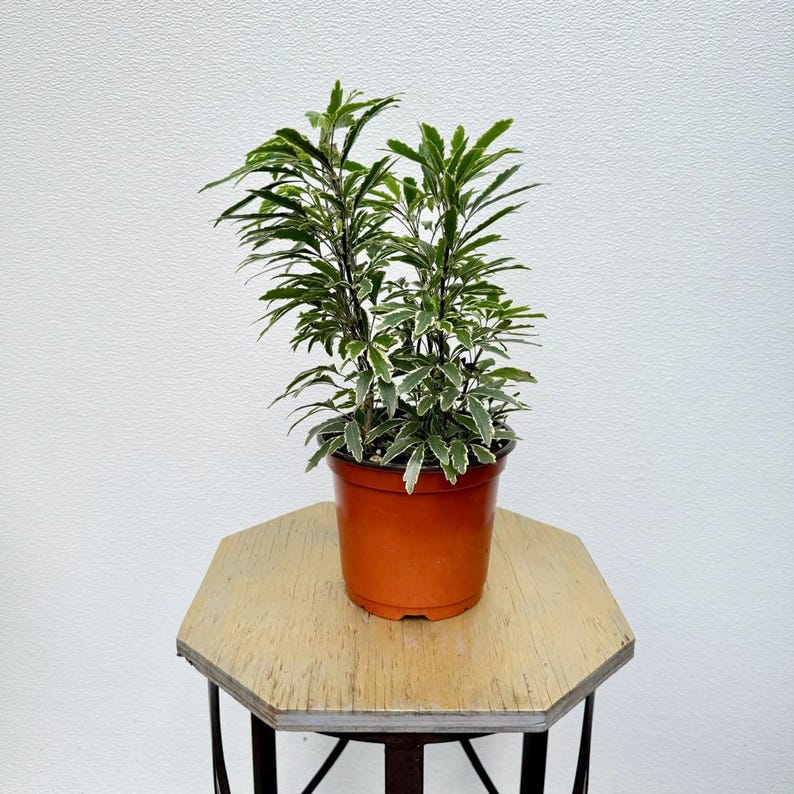 LIVE 6 Inch Pot Schefflera Elegantissima Bianca, Rare Variegated Houseplant, Indoor Plant Gift, Office Decor