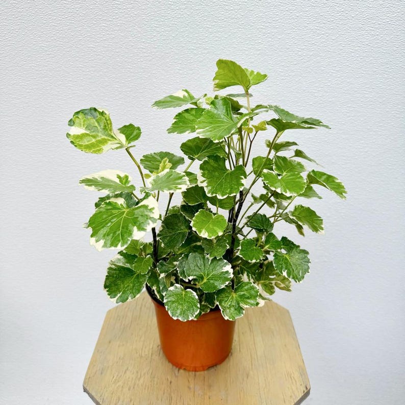 LIVE 6 Inch Pot Aralia Balfouriana Variegated Houseplant, Exotic Indoor Plant, Air Purifying, Tropical Foliage Decor