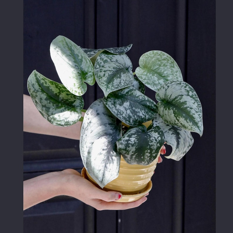 Scindapsus Pictus 'Exotica' Plant in 3" Pot - Silver Satin Pothos - Rare Indoor Vining Houseplant - Scindapsus Silver Exotica