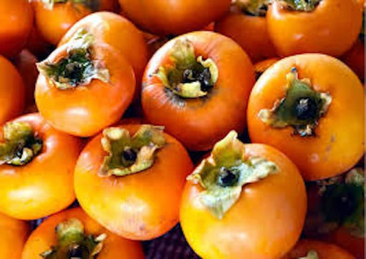 20 American Persimmon Tree Seeds | Diospyros Virginiana | Organic Drought Tolerant Native Fruit Tree Seeds