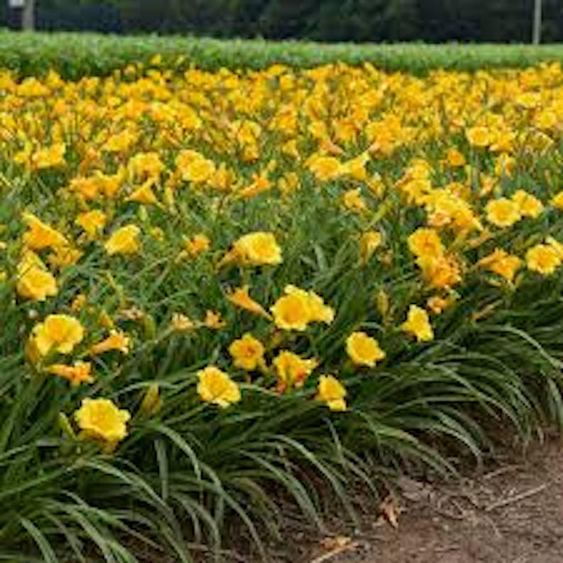 Stella De Oro Daylily Bare Root - Golden Yellow Hemerocallis Perennial - Cold Hardy Flowering Plant for Garden