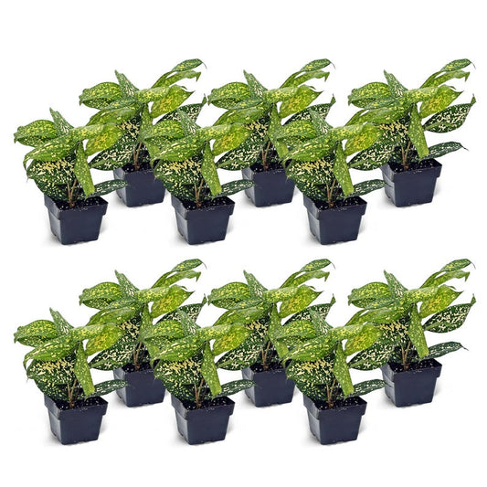 12 Pack Live 3” Florida Beauty Gold Dust Dracaena Surculosa, Fully Rooted Indoor Plant for Office Gifts and Business Bundles