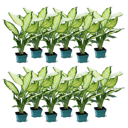 12 Pack Live 3” Dieffenbachia Dumb Cane Houseplant, Variegated Green Leaves, Ideal Plant Lover Gift, Indoor Gardening Decor