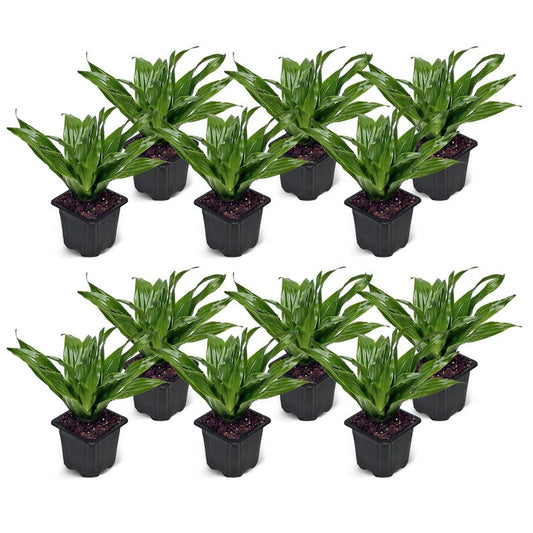 12 Pack Live 3” Pot Janet Craig Compacta Dracaena, Dwarf Dracaena, Indoor Houseplant Bundle, Dracaena Compacta
