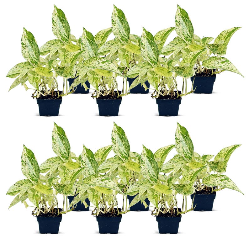 12 Pack Live 3” Marble Queen Pothos - Variegated Indoor Houseplant, Air Purifying, Trailing Plant (Epipremnum Aureum)