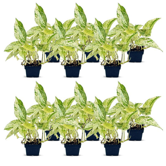 12 Pack Live 3” Marble Queen Pothos - Variegated Indoor Houseplant, Air Purifying, Trailing Plant (Epipremnum Aureum)