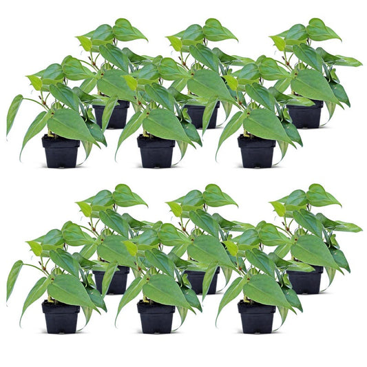 12 Pack Live Heartleaf Philodendron 3” Pot - Philodendron Hederaceum - Easy-to-Grow Indoor House Plant, Perfect Gift for Plant Lovers