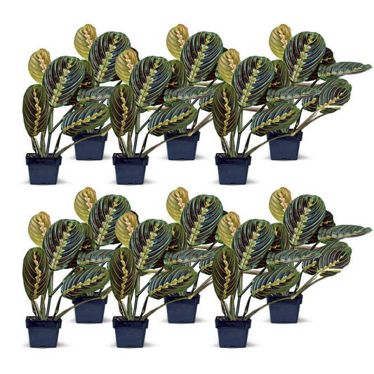 12 Pack Live 3” Red Maranta Prayer Plant - Fully Rooted Indoor Evergreen (Maranta leuconeura) - Perfect Sympathy or Office Gift