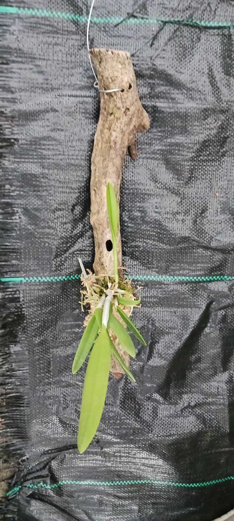 Cattleya Orchid Plant Mounted on Driftwood - Brassavola Bc Nakornpathome x C luteola - Aged Citrus Wood Hanging Plant