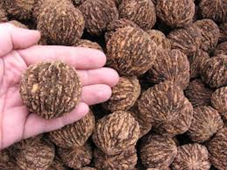 Black Walnut Tree Seeds - 20 Organic Juglans Nigra Seeds for Nut Garden - Premium Quality Sustainable Planting