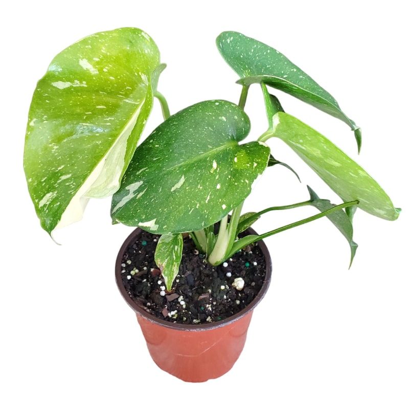 Rare Monstera Thai Constellation Plant - 4" Nursery Pot - Variegated Indoor Houseplant - Monstera Thai Constellation