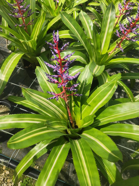 Bromeliad Aechmea Del Cielo - Live Plant - Outdoor Grown Bromeliad - Pest Inspected Plant for Home Decor