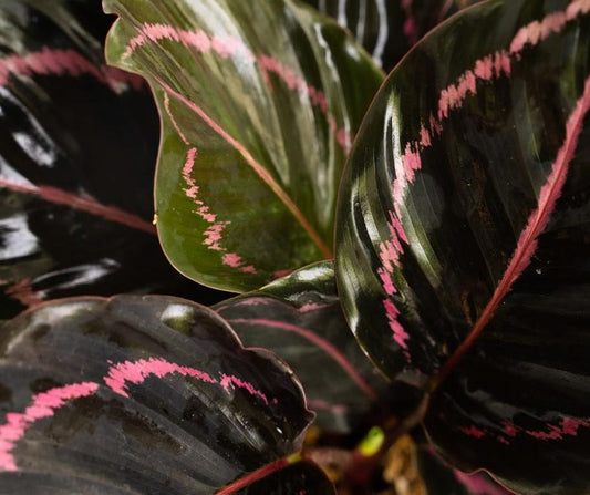 Calathea Black Rose Starter Plant in 2" or 4" Pot - Prayer Plant with Pink Variegation - Calathea roseopicta