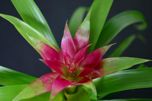 Bromeliad Flowering Indoor Plant in 4" Pot - Vibrant Houseplant for Room Decor - Gift Plant - Live Bromeliaceae Plant
