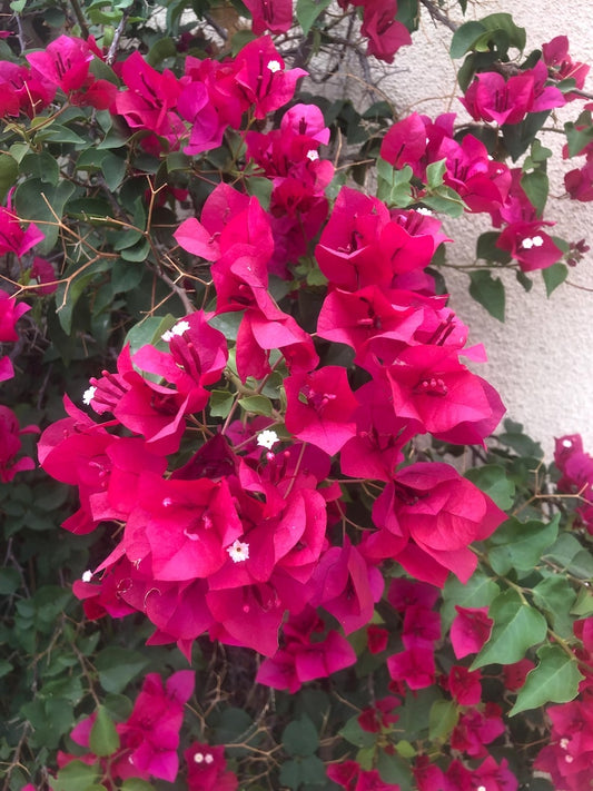 Bougainvillea Live Starter Plant 4” Pot - White, Pink, Purple, Red Varieties - Bougainvillea spp. Ideal for Gardens and Vases