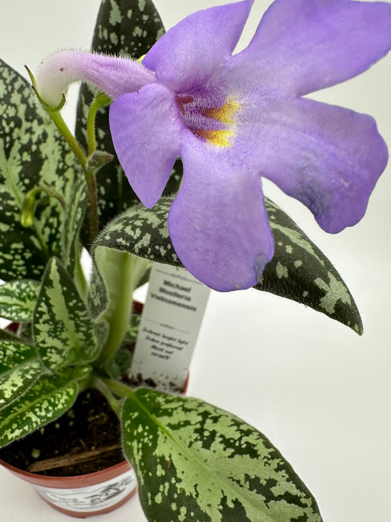 Michaelmoelleria Vietnamensis Live Plant 4" - Very Rare Vietnam Origin - Unique Horticultural Gem for Collectors