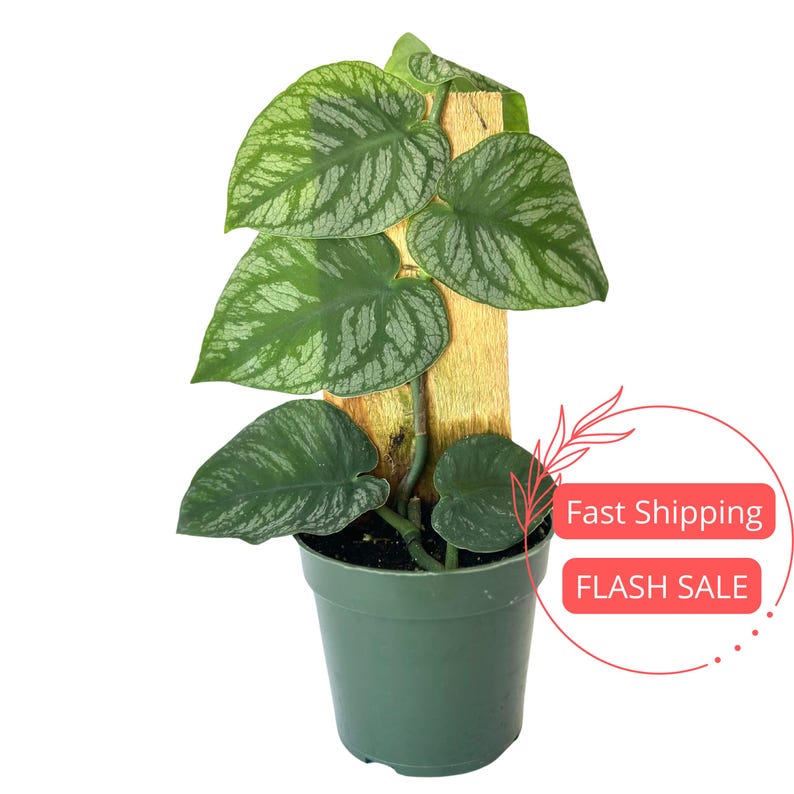 Monstera Dubia Live Plant - 4" Climbing Monstera Starter - Variegated Shingle Plant - Rare Houseplant - Healthy Roots