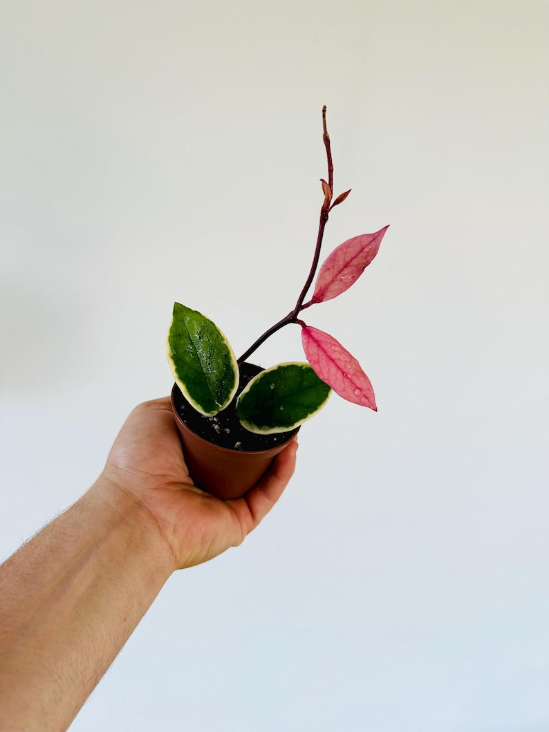 Hoya Flamingo Dream Live Plant in 3” Pot, Hoya carnosa 'Purple Pride', Low Maintenance Trailing Houseplant