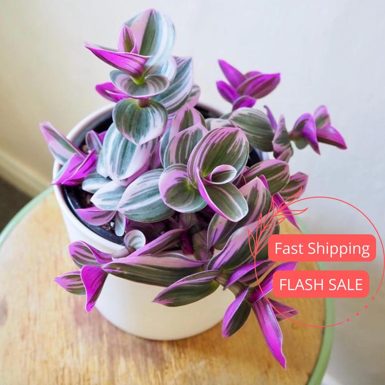 Tradescantia Nanouk Live Plant | 3" Pot | Pink House Plant | Wandering Jew | Tradescantia Bubblegum | Easy Care Plant